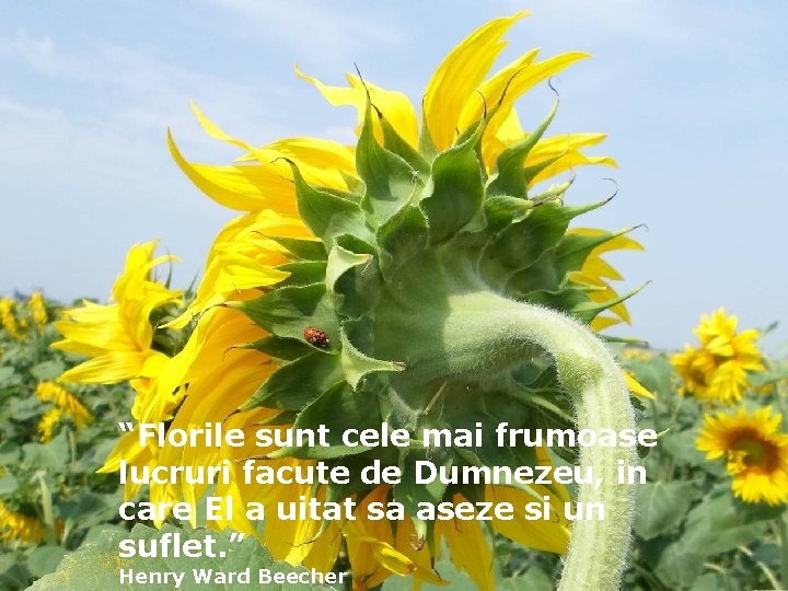 “Florile sunt cele mai frumoase lucruri facute de Dumnezeu, in care El a uitat