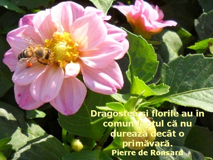 Dragostea şi florile au în comun faptul că nu durează decât o primăvară. Pierre