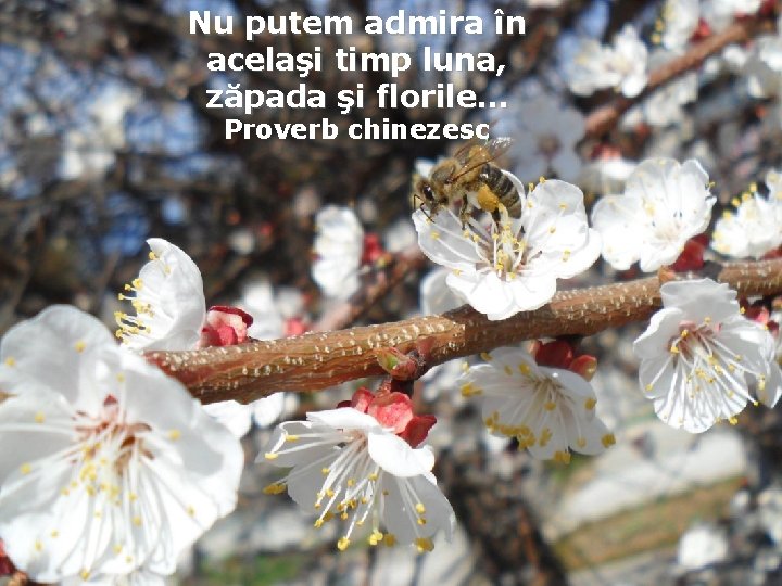 Nu putem admira în acelaşi timp luna, zăpada şi florile… Proverb chinezesc 