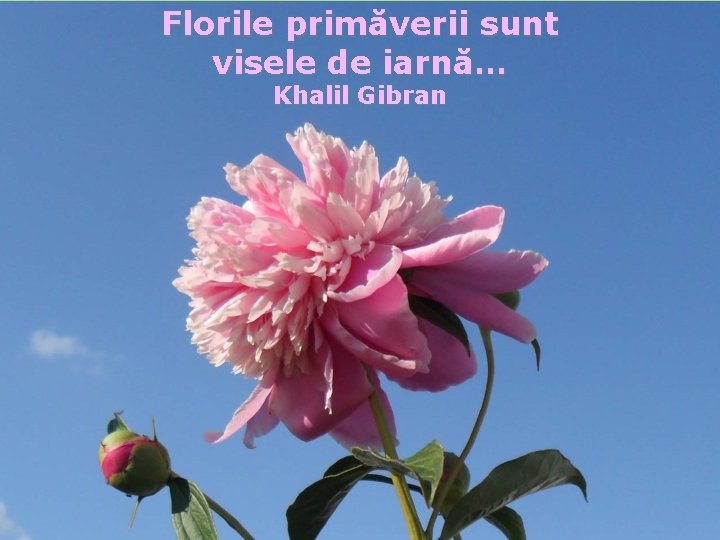 Florile primăverii sunt visele de iarnă… Khalil Gibran 