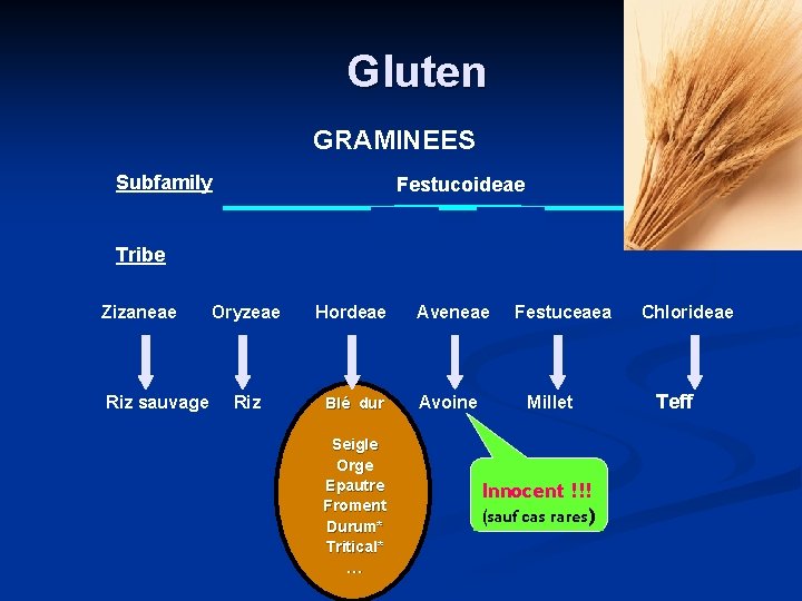 Gluten GRAMINEES Subfamily Festucoideae Tribe Zizaneae Oryzeae Hordeae Aveneae Festuceaea Chlorideae Riz sauvage Riz