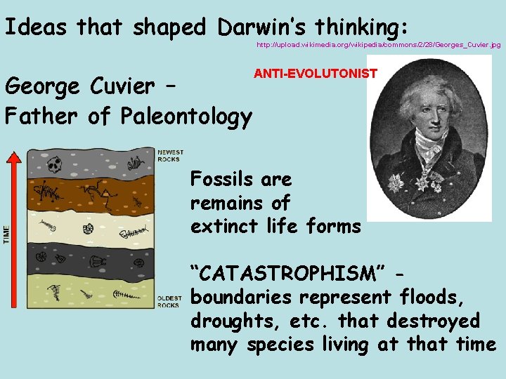 Ideas that shaped Darwin’s thinking: http: //upload. wikimedia. org/wikipedia/commons/2/28/Georges_Cuvier. jpg George Cuvier – Father