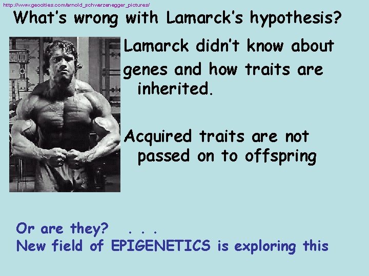 http: //www. geocities. com/arnold_schwarzenegger_pictures/ What’s wrong with Lamarck’s hypothesis? Lamarck didn’t know about genes