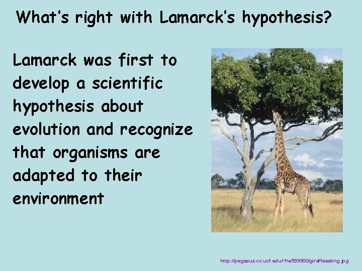 What’s right with Lamarck’s hypothesis? Lamarck was first to develop a scientific hypothesis about