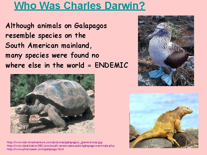 Who Was Charles Darwin? Although animals on Galapagos resemble species on the South American