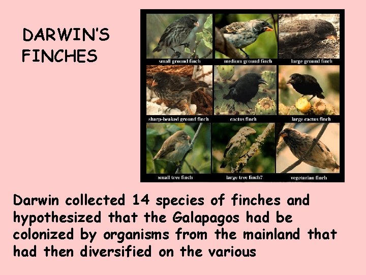 DARWIN’S FINCHES Darwin collected 14 species of finches and hypothesized that the Galapagos had
