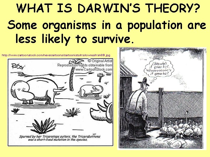 WHAT IS DARWIN’S THEORY? Some organisms in a population are less likely to survive.