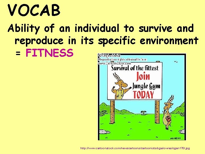 VOCAB Ability of an individual to survive and reproduce in its specific environment =