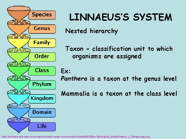 LINNAEUS’S SYSTEM Nested hierarchy Taxon = classification unit to which organisms are assigned Ex: