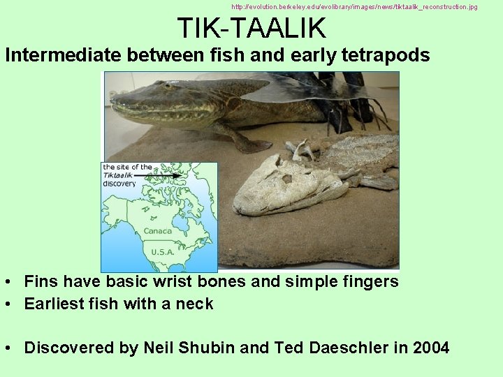 http: //evolution. berkeley. edu/evolibrary/images/news/tiktaalik_reconstruction. jpg TIK-TAALIK Intermediate between fish and early tetrapods • Fins