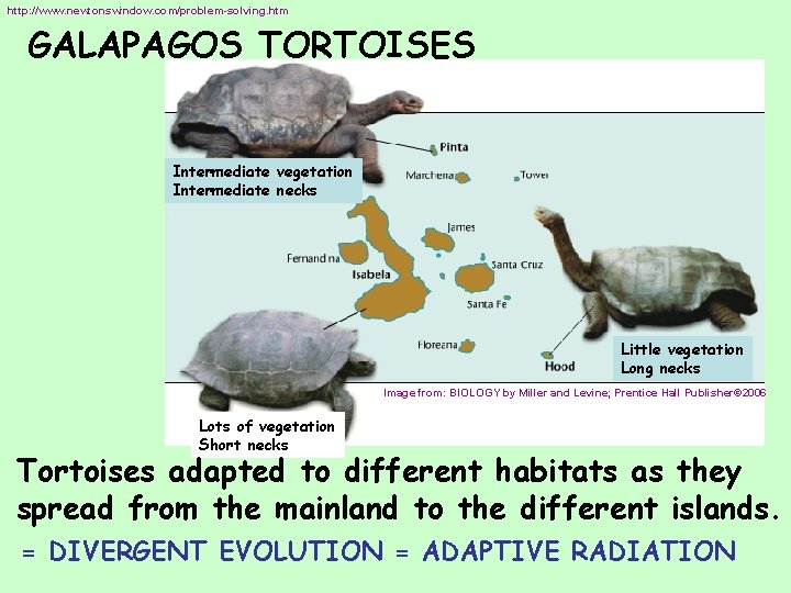 http: //www. newtonswindow. com/problem-solving. htm GALAPAGOS TORTOISES Intermediate vegetation Intermediate necks Little vegetation Long