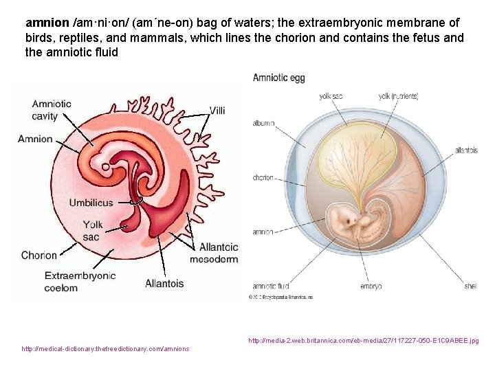 amnion /am·ni·on/ (am´ne-on) bag of waters; the extraembryonic membrane of birds, reptiles, and mammals,