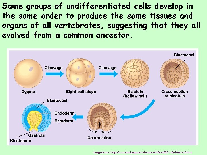 Same groups of undifferentiated cells develop in the same order to produce the same