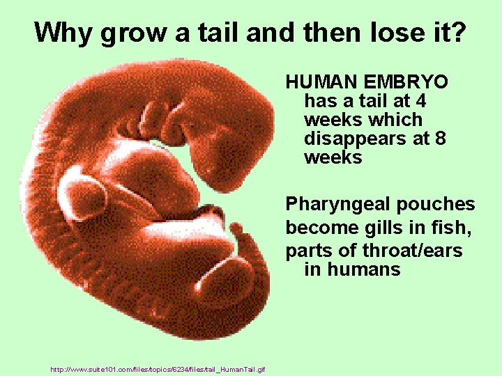 Why grow a tail and then lose it? HUMAN EMBRYO has a tail at