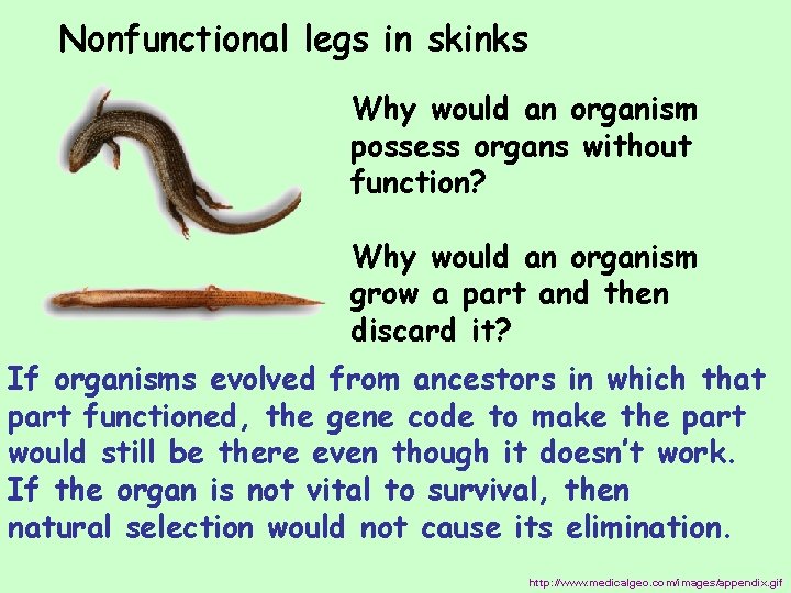 Nonfunctional legs in skinks Why would an organism possess organs without function? Why would