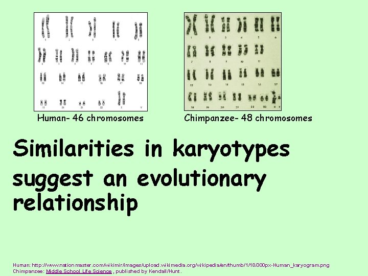 Human- 46 chromosomes Chimpanzee- 48 chromosomes Similarities in karyotypes suggest an evolutionary relationship Human: