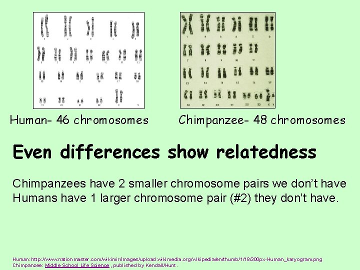 Human- 46 chromosomes Chimpanzee- 48 chromosomes Even differences show relatedness Chimpanzees have 2 smaller