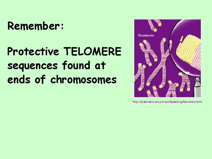 Remember: Protective TELOMERE sequences found at ends of chromosomes http: //joannenova. com. au/Speaking/Morslids. html