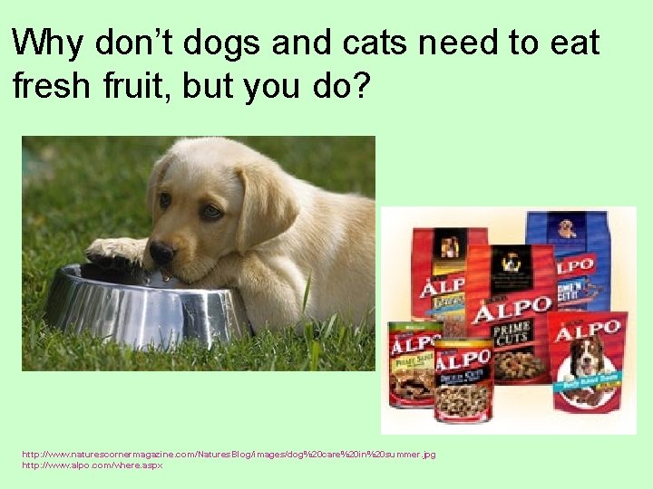 Why don’t dogs and cats need to eat fresh fruit, but you do? http: