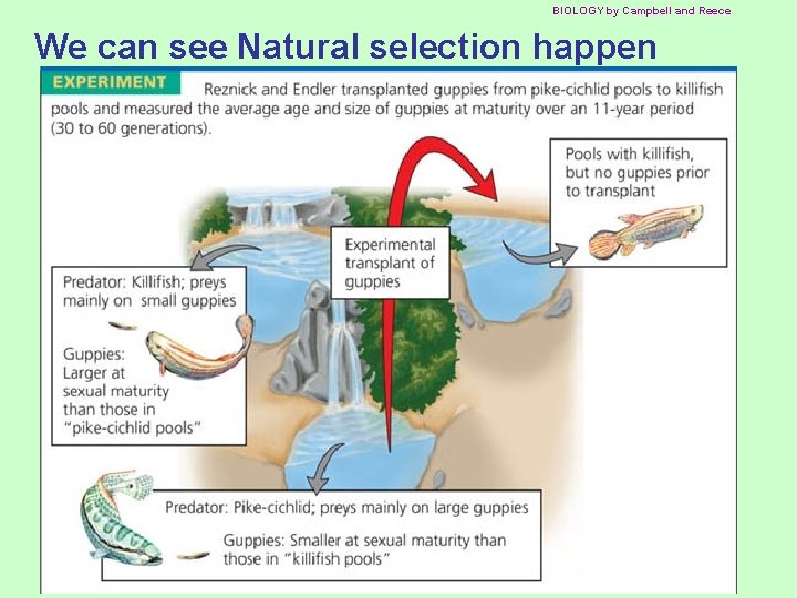 BIOLOGY by Campbell and Reece We can see Natural selection happen 