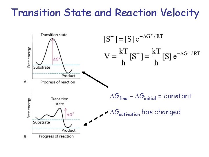 Transition State and Reaction Velocity Gfinal - Ginitial = constant Gactivation has changed 