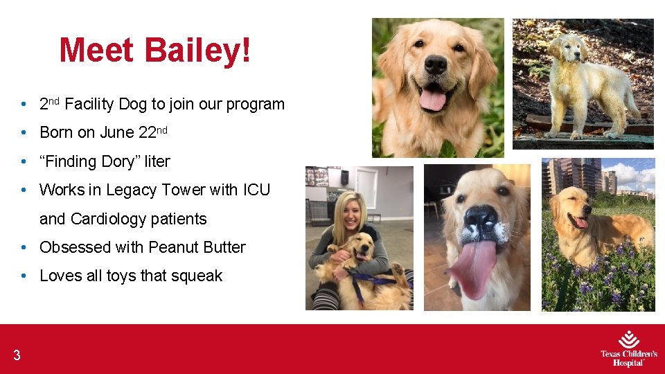 Meet Bailey! • 2 nd Facility Dog to join our program • Born on Meet Bailey! • 2 nd Facility Dog to join our program • Born on