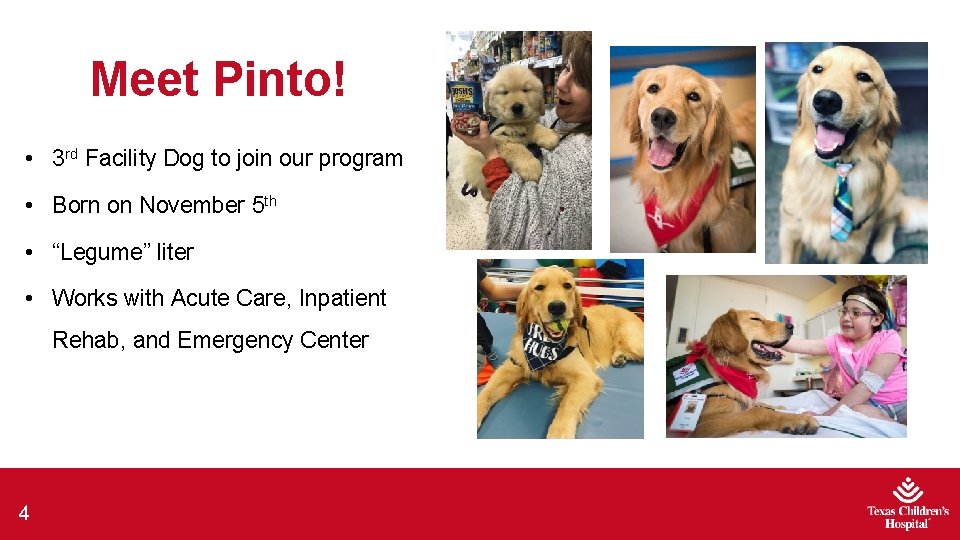 Meet Pinto! • 3 rd Facility Dog to join our program • Born on