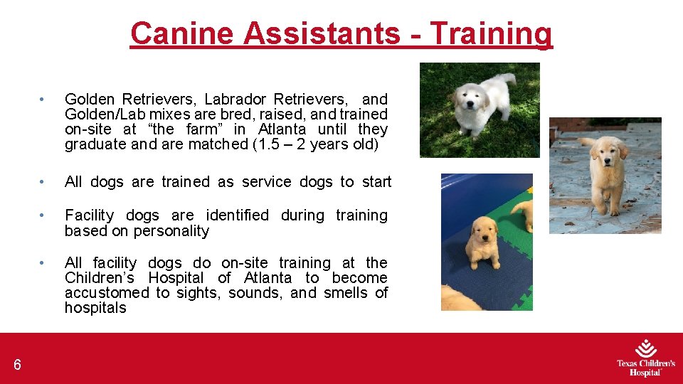 Canine Assistants - Training 6 • Golden Retrievers, Labrador Retrievers, and Golden/Lab mixes are