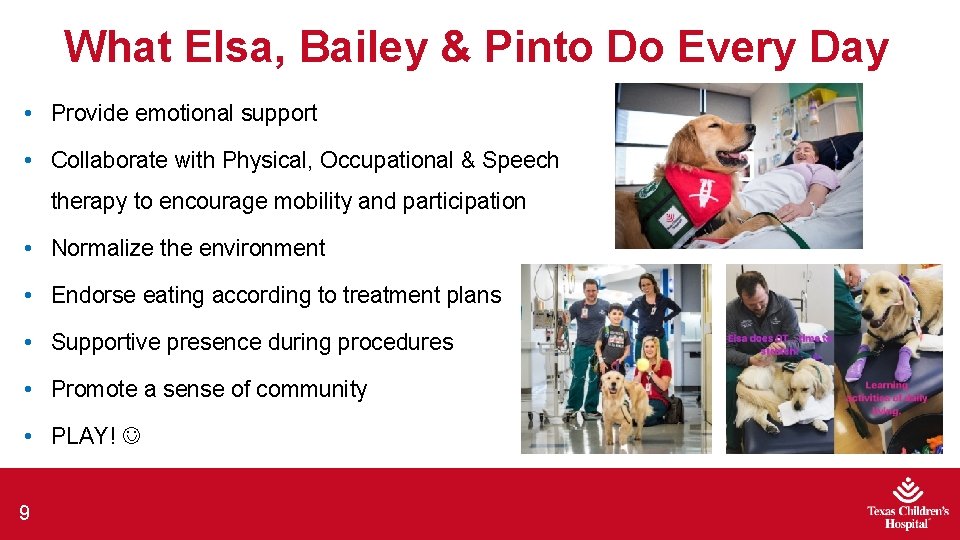 What Elsa, Bailey & Pinto Do Every Day • Provide emotional support • Collaborate