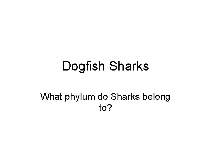 Dogfish Sharks What phylum do Sharks belong to? 