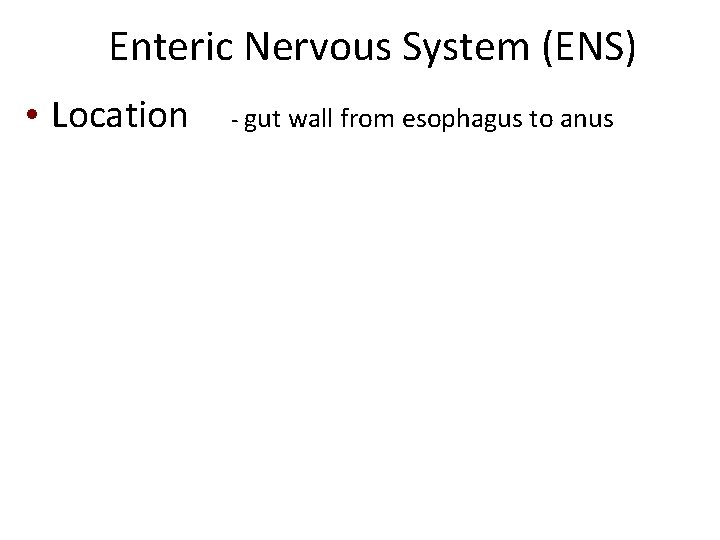 Enteric Nervous System (ENS) • Location - gut wall from esophagus to anus 