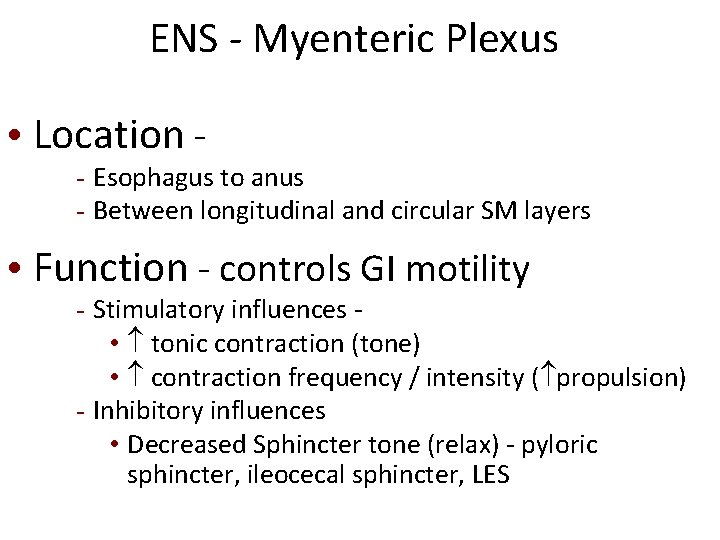 ENS - Myenteric Plexus • Location - - Esophagus to anus - Between longitudinal