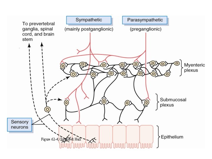 Figure 62 -4; Guyton & Hall 