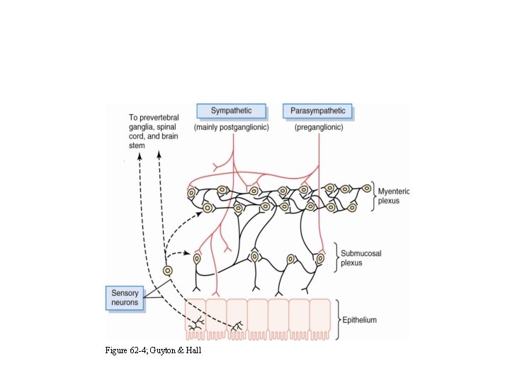 Figure 62 -4; Guyton & Hall 