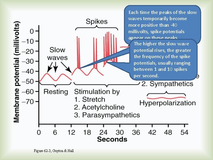 Each time the peaks of the slow waves temporarily become more positive than -40