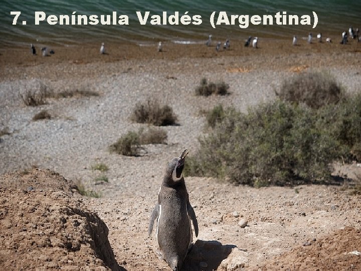 7. Península Valdés (Argentina) 