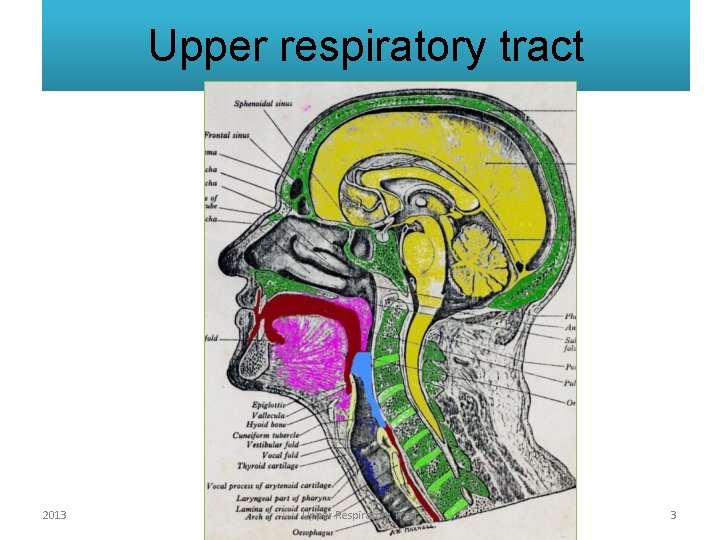 Upper respiratory tract 2013 Upper Respiratory Tract 3 Upper respiratory tract 2013 Upper Respiratory Tract 3