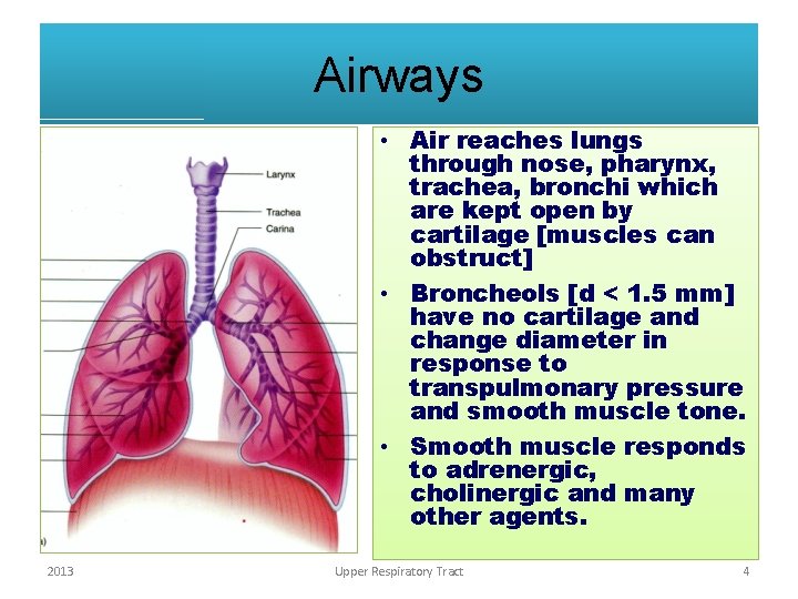 Airways • Air reaches lungs through nose, pharynx, trachea, bronchi which are kept open Airways • Air reaches lungs through nose, pharynx, trachea, bronchi which are kept open