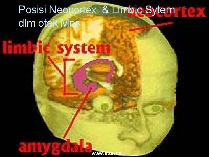 Posisi Neocortex & Limbic Sytem dlm otak Mns www. exn. ca 