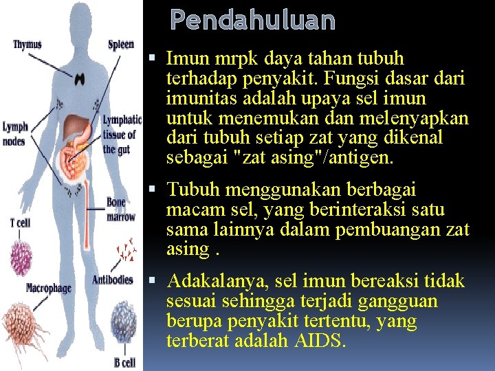 Pendahuluan Imun mrpk daya tahan tubuh terhadap penyakit. Fungsi dasar dari imunitas adalah upaya Pendahuluan Imun mrpk daya tahan tubuh terhadap penyakit. Fungsi dasar dari imunitas adalah upaya