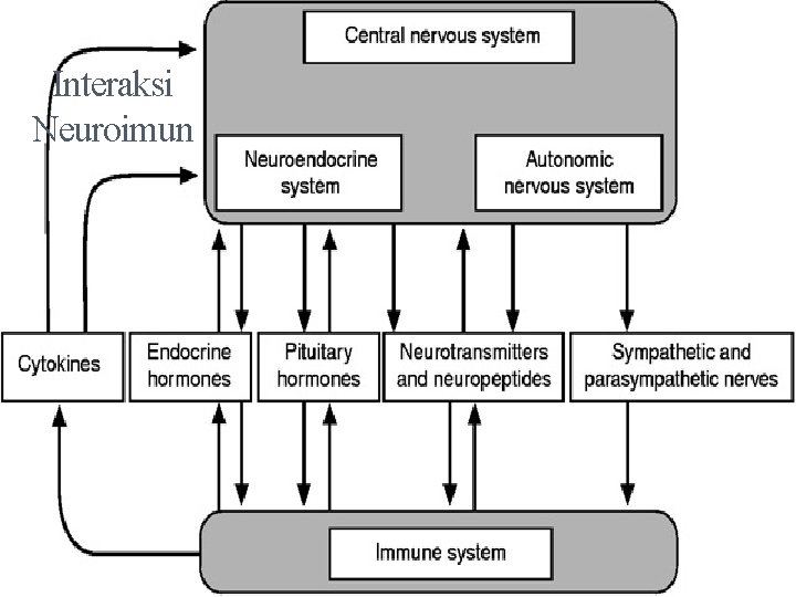 Interaksi Neuroimun Interaksi Neuroimun