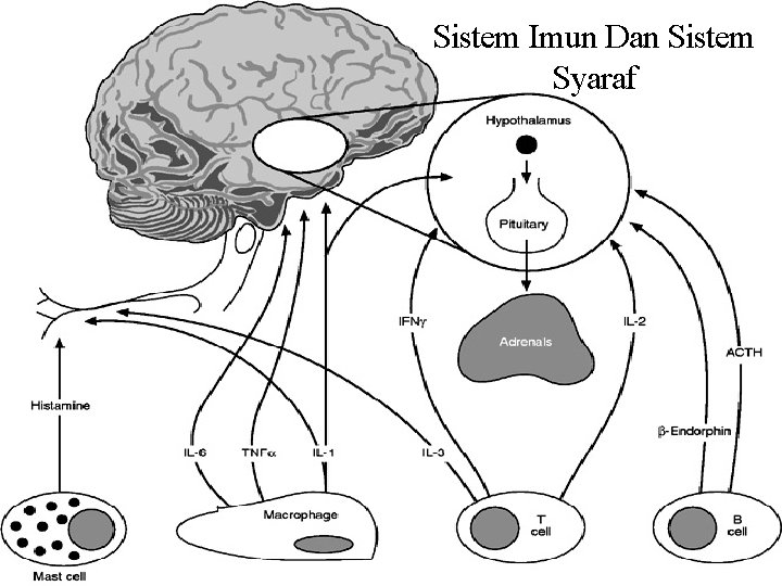 Sistem Imun Dan Sistem Syaraf 