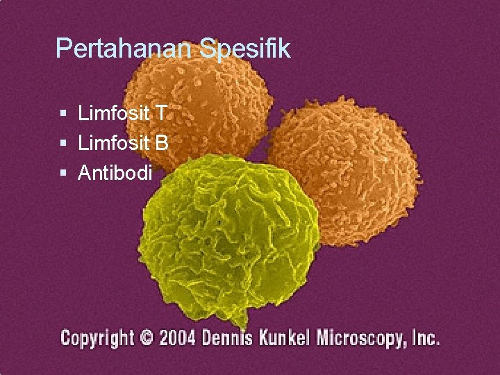 Pertahanan Spesifik Limfosit T Limfosit B Antibodi Pertahanan Spesifik Limfosit T Limfosit B Antibodi
