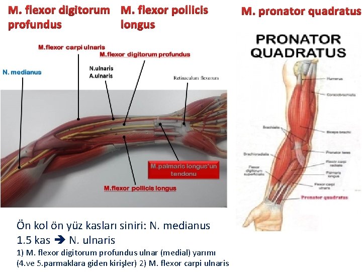 motif zemin kapasite on kol kaslari anatomi lonegrovedentist com