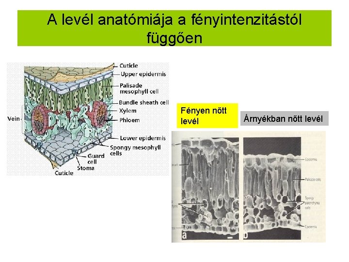 A levél anatómiája a fényintenzitástól függően Fényen nőtt levél Árnyékban nőtt levél 