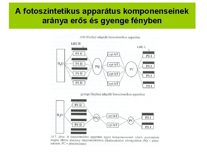 A fotoszintetikus apparátus komponenseinek aránya erős és gyenge fényben 