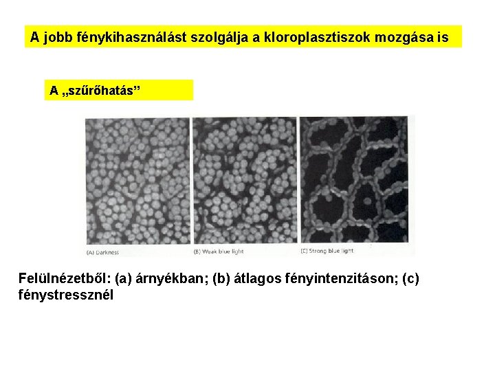 A jobb fénykihasználást szolgálja a kloroplasztiszok mozgása is A „szűrőhatás” Felülnézetből: (a) árnyékban; (b)