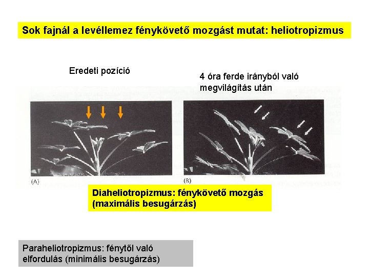 Sok fajnál a levéllemez fénykövető mozgást mutat: heliotropizmus Eredeti pozíció 4 óra ferde irányból