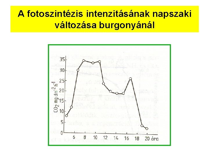 A fotoszintézis intenzitásának napszaki változása burgonyánál 