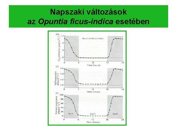 Napszaki változások az Opuntia ficus-indica esetében 